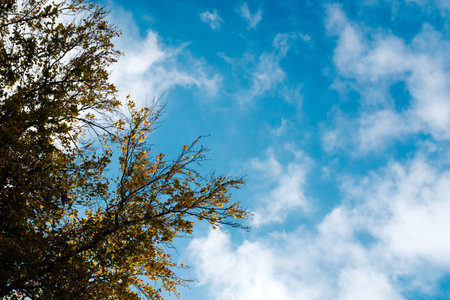 Blue sky and beautiful fall colors. Picture taken from the ground up.の写真素材