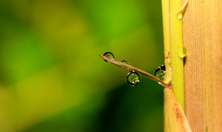 Rain dropの写真素材