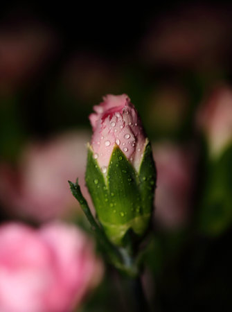 Carnationの写真素材