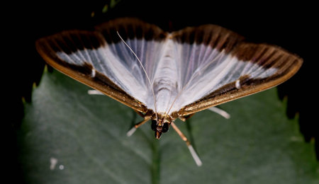 close up of mothの写真素材