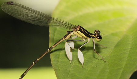 Dragonflyの写真素材