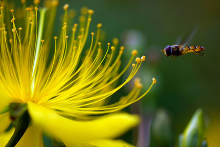 Dragonfly flying to flowerの写真素材