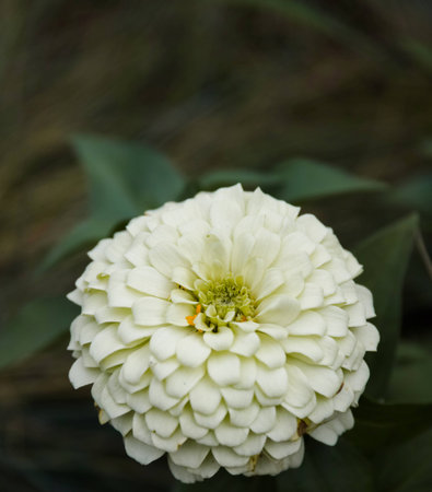 light yellow flower in the gardenの写真素材