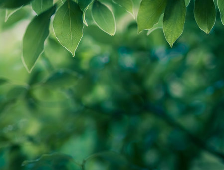Green leaves background, Fresh green tree leaves, frame. Natural background.の写真素材