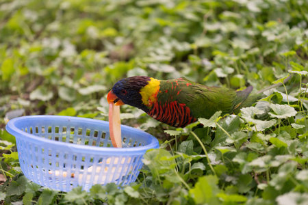 bird eating fruit