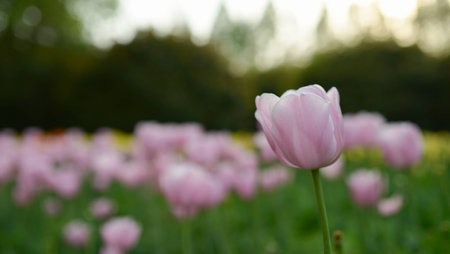 Tulip with blur backgroundの写真素材