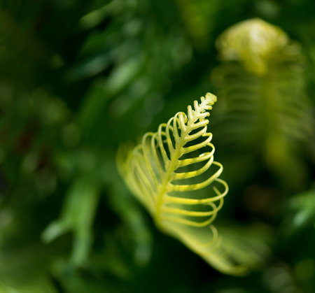 green leaf with blur backgroundの写真素材