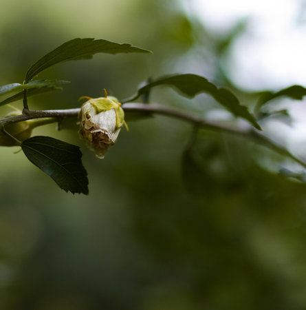 Growing roses in a garden with blur background.の写真素材