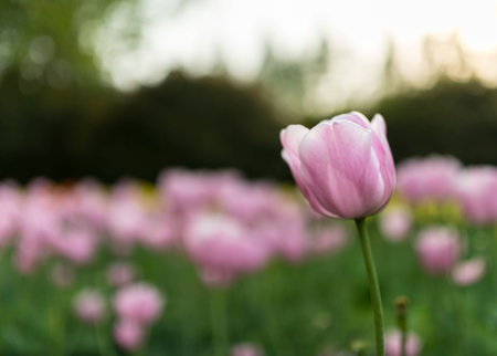 Pink tulip with blur backgroundの写真素材