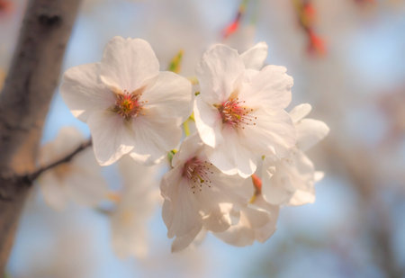 Cherry blossom or Sakura is the national flower of Japanの写真素材