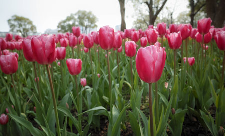 Tulip. Beautiful field garden of tulips. colorful tulips. tulipsの写真素材