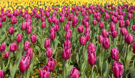 Tulip. Beautiful field garden of tulips. colorful tulips. tulipsの写真素材