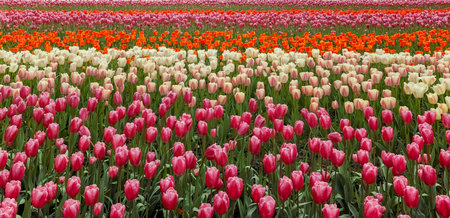 Tulip. Beautiful field garden of tulips. colorful tulips. tulipsの写真素材