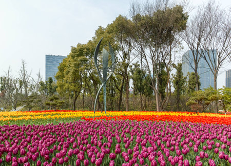 Tulip. Beautiful field garden of tulips. colorful tulips. tulipsの写真素材