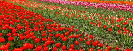 Tulip. Beautiful field garden of tulips. colorful tulips. tulipsの写真素材