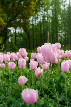 Tulip. Beautiful field garden of tulips. colorful tulips. tulipsの写真素材