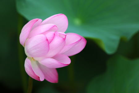 Lotus の写真素材