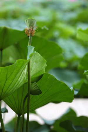 Lotus and Lotus leaavesの写真素材