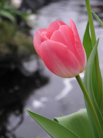 Sweet one tulip and backgroundの写真素材