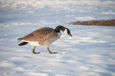 Gooseの写真素材