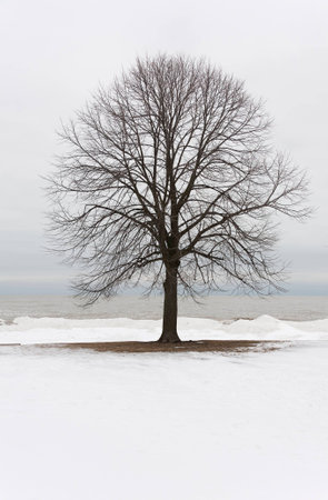 Tree branch in Winter