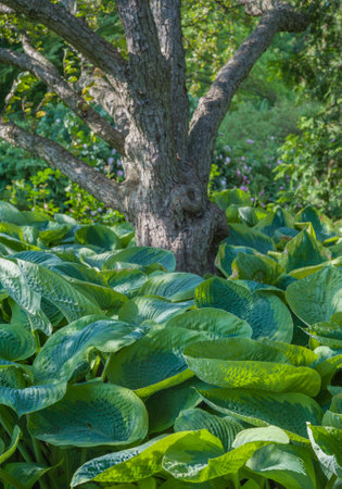 the old tree in the forestの写真素材