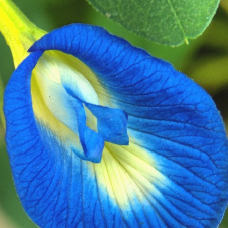 Blue beautyの素材