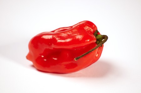 A very hot red chili for the real taste
