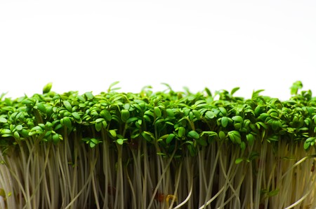 Fresh and tasty cress for a lot of meals in the modern kitchenの写真素材