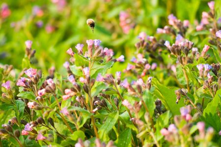 A busy bee is collecting for honey.の写真素材