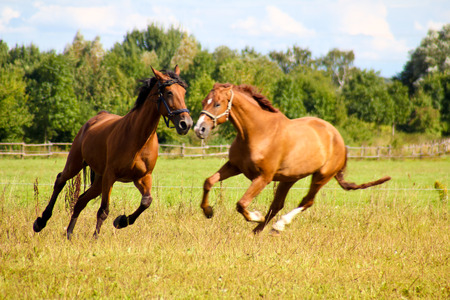 horseの写真素材