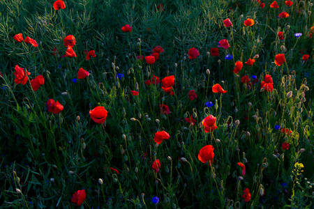 Poppy Fieldの写真素材