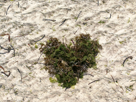 Seaweed heart