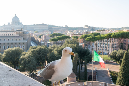 Seagull and Rome Italy cityscapeの写真素材