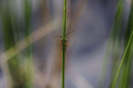 insect on the grass