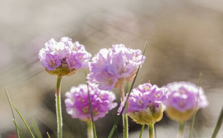 wild flowers in sun lightの写真素材