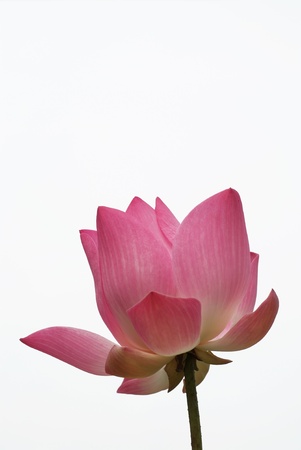 The beutiful petals  pink lotus on white backgroundの写真素材