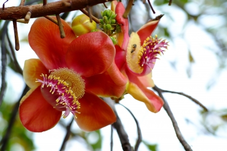 Sala flowers are blooming beautifully.の写真素材