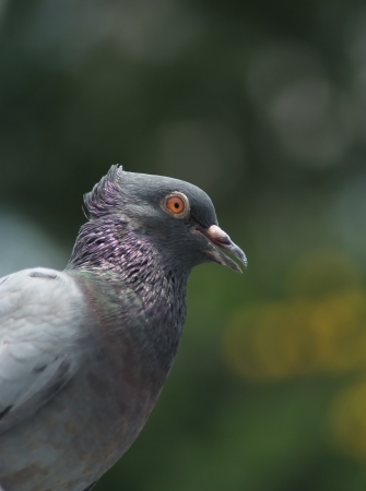 The gray pigeon with cool hairstlyesの写真素材