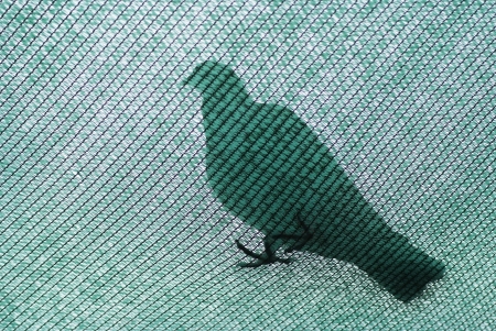 Pigeon standing on the green netの写真素材