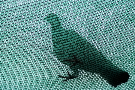 Pigeon standing on the green netの写真素材