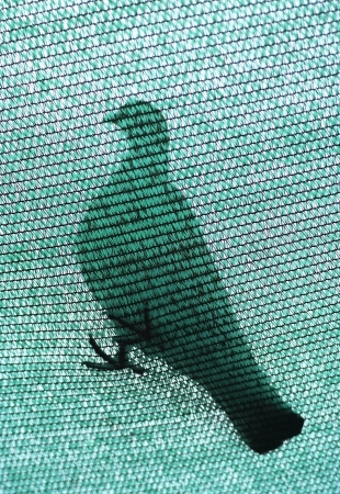 Pigeon standing on the green netの写真素材