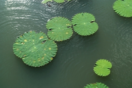 The lotus leaf with reflection and wave on a green water