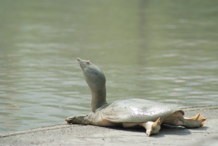  A snapping turtle  was  sunbathers on the edge of the pool.