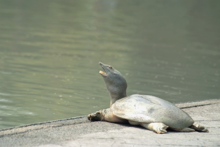  A snapping turtle  was  sunbathers on the edge of the pool.の写真素材