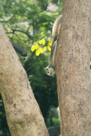 A little squirrel sitting and eat on tree in the parkの写真素材
