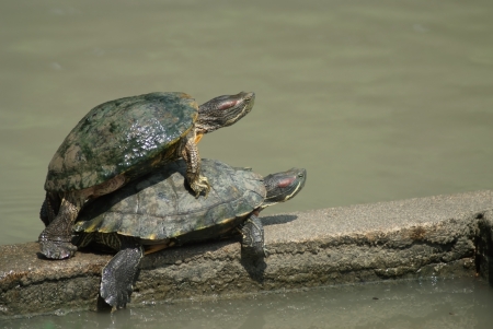 Turtles are mating at the edge of the pool.