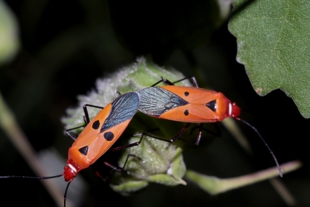 a beautiful pests are mating on flower with dark background