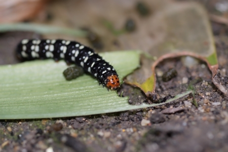  A butterfly worm eating leaf on the groundの写真素材