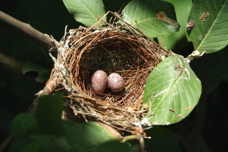 Two little eggs in a nest on guava tree
